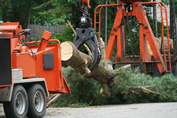 Seasonal Cleanup (Spring/Fall) in South Roxana, IL