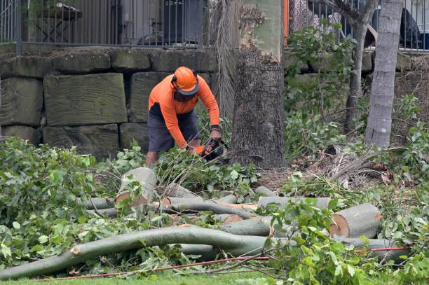 Best Tree Preservation Services  in South Roxana, IL